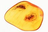 Detailed Fossil Dagger Fly and Parasitoid Wasp in Baltic Amber #335711-1